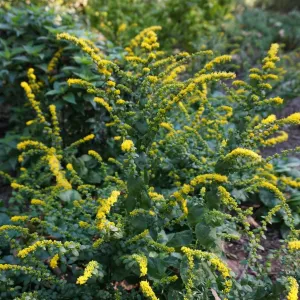 Autumn Goldenrod - Solidago sphacelata 'Golden Fleece'